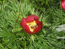 Пион тонколистный 006